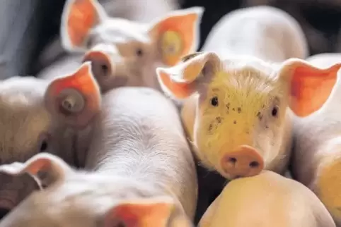 Auch in China begehrt: Delikatessen von deutschen Schweinen, zum Beispiel Ohren.