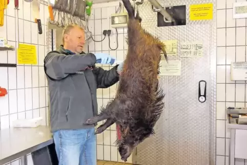 Michael Schöfer vom Forstamt Westrich in Erlenbrunn entnimmt einem Wildschwein eine Probe für die Trichinenuntersuchung ? somit 
