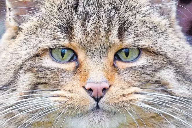Glück gehabt: Ein Fotograf bekommt eine Wildkatze direkt vor die Linse. Glück gehabt: Ein Fotograf bekommt eine Wildkatze direkt vor die Linse.