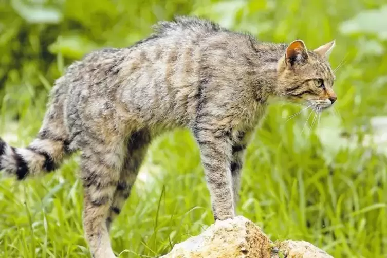 Da ist doch was: Eine Wildkatze steht auf einem Stein und beobachtet ihr Revier. Vielleicht huscht ja ein unaufmerksames M&auml;usche