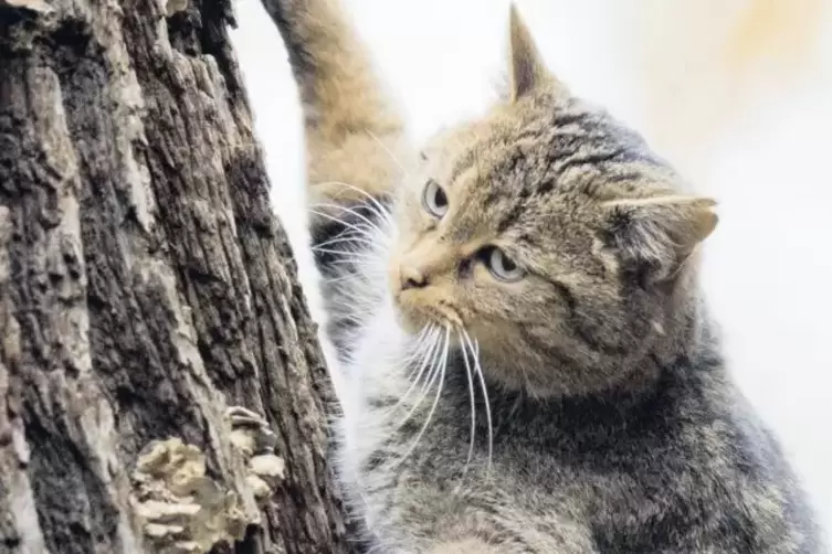 Baum hoch: Wildkatzen sind geschickte Kletterer.