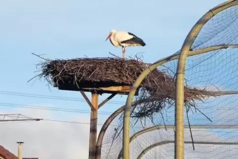 In Bornheim gibt es nicht nur das Storchenzentrum, sondern auch mehrere Storchennester.