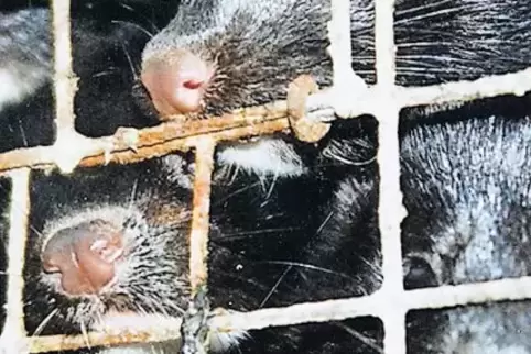 Tierschutzorganisationen kritisieren die Haltungsbedingungen in der Pelztierzucht: viel zu kleine Drahtkäfige, die die Tiere zu 