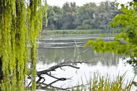 „Lasst den Altrhein in Ruhe!“, sagen drei Mitglieder des Gemeinderats. Sie lehnen unter anderem wegen des geplanten Tretbootverl