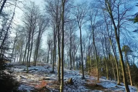 Ein Winterspaziergang im Wald ist etwas Schönes – doch es kann halt ganz rasch dunkel werden ...  Foto: Ladwig