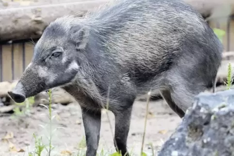 Die Visaya-Mähnenschweine sollen in dem neuen Philippengehege eine Heimat finden.