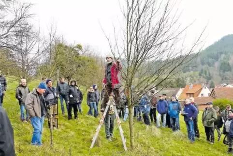 Herbert Ritthaler erklärt den Kursteilnehmern, wie sie mit dem Baum umgehen müssen.