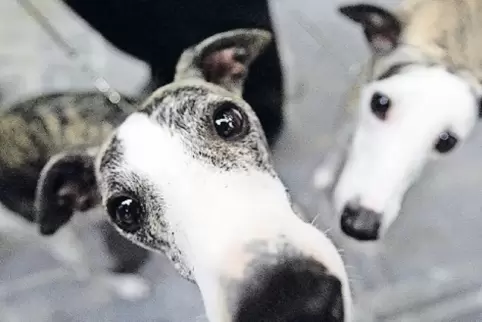 Neues Zuhause: Jedes Jahr werden Tausende Galgos ins Ausland geholt – oft von Urlaubern.