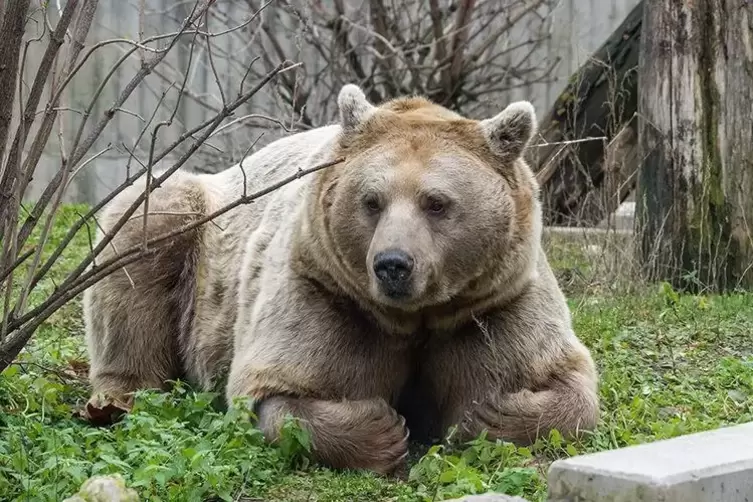 Der Syrische Braunbär Martin kam Ende vergangenen Jahres in den Zoo Heidelberg.  Foto: Heidrun Knigge 