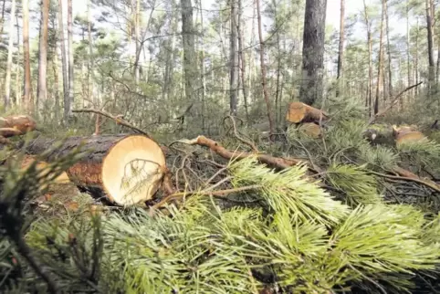 Das dicke Ende oder: Chaos im Wald.