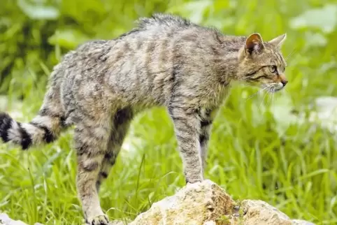 Wildkatzen sind deutlich größer als Hauskatzen, mit denen sie auch nicht verwandt sind.