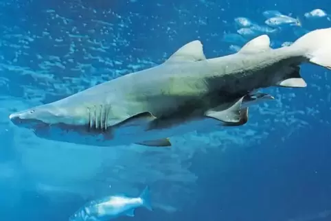 Ein Sandtigerhai im Schwarmfischbecken des Ozeaneums von Stralsund (Mecklenburg-Vorpommern). Es wurde 2008 eröffnet und zwei Jah
