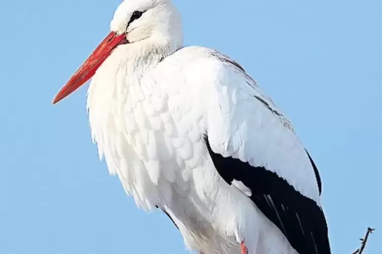 Nicht alle St&ouml;rche fliegen noch nach Afrika.