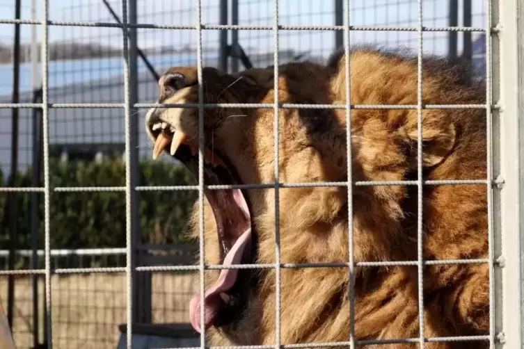 Einer von fünf Löwen, die derzeit in einem Gittergehege im Gewerbegebiet in Blieskastel untergebracht sind. Foto: dpa
