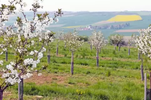 Blick vom Grünstadter Berg nach Boßweiler: Das Foto zeigt einen kleinen Teil des Areals, das zum Verkauf steht. Die Plantage mit