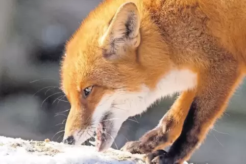 Der Rotfuchs gilt nicht nur als Räuber, sondern genießt auch den Ruf einer Gesundheitspolizei.