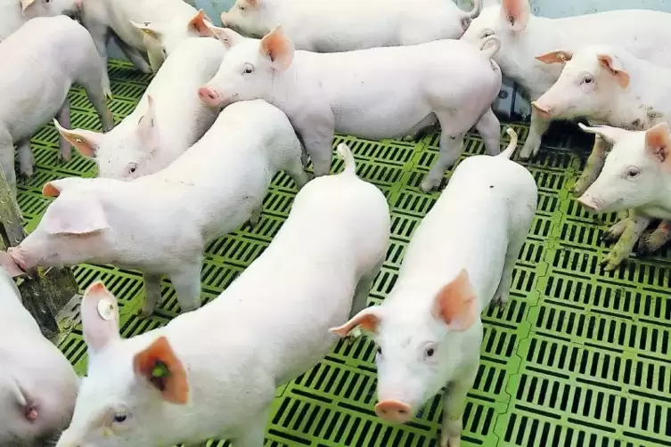 Die Zukunft der Schweinehaltung an der Lehr- und Versuchsanstalt Neumühle ist ungewiss.