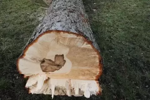Wegen Baumfällarbeiten muss die Strecke zwischen Wachenheim und dem Kurpfalzpark zeitweise gesperrt werden. Foto: van