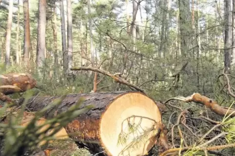 Das dicke Ende oder: Chaos im Wald.