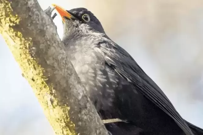 Amseln, die in der Vorderpfalz überwintern, fangen jetzt an zu singen: Sie verteidigen ihr Revier. Amseln, die in der Vorderpfalz überwintern, fangen jetzt an zu singen: Sie verteidigen ihr Revier.