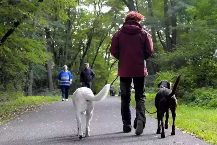 So ein Hundespaziergang sollte eigentlich, wie auf diesem Symbolfoto, friedlich ablaufen.  Foto: Kunz