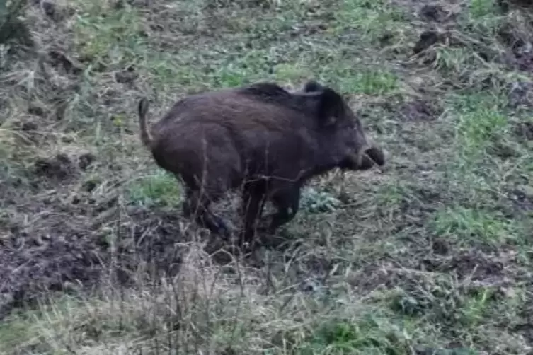 Die Afrikanische Schweinepest breitet sie sich in Osteuropa aus. In der Kirchheimbolander Kreisverwaltung will man frühzeitig au