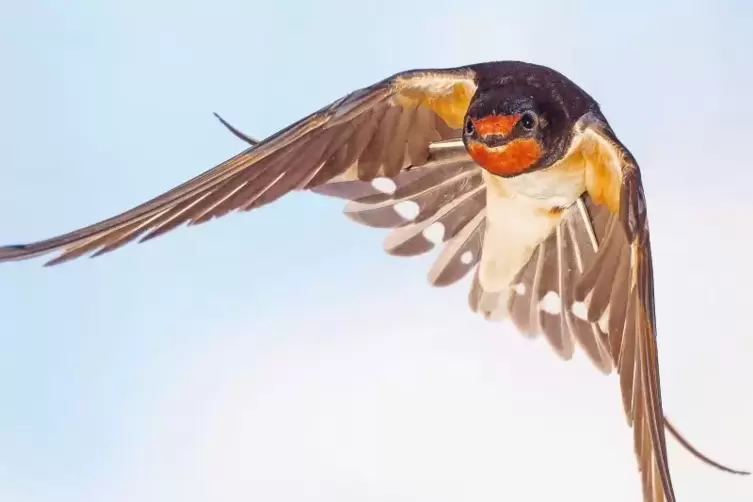 Geh&ouml;ren noch zu den Langstreckenziehern: Schwalben.