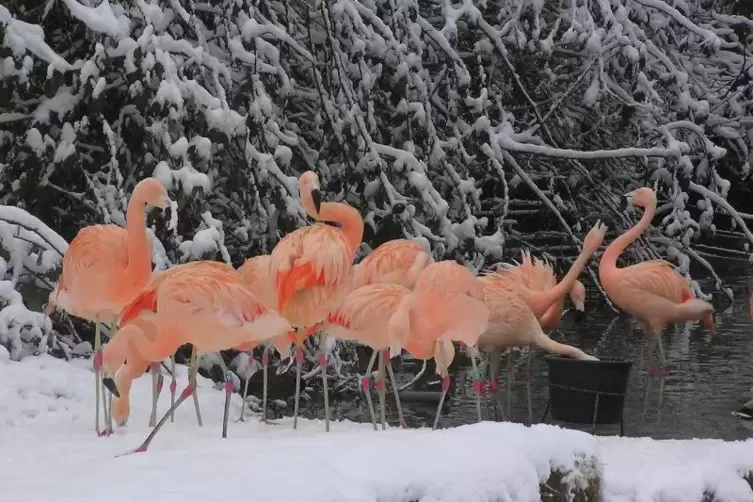 Halten sich auch im Winter draußen auf: Flamingos. Allerdings müssen sie aufpassen, dass ihre Beine nicht einfrieren.  Foto: Zoo