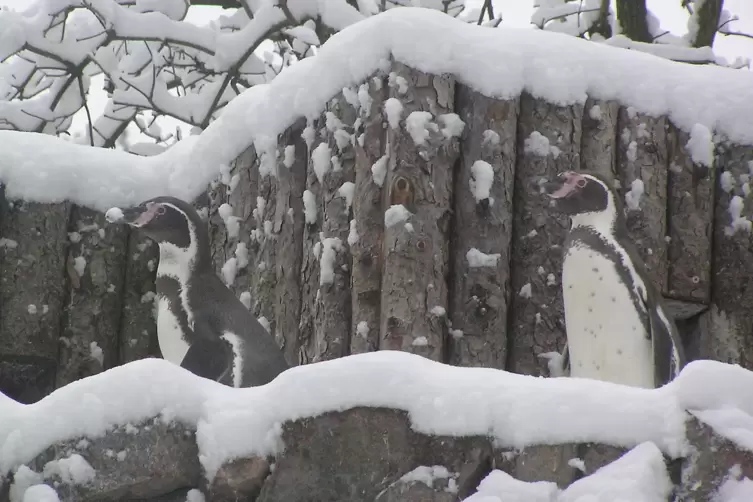 Pinguine.jpg