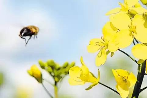 Auch Bienen können profitieren, wenn „Eh da“-Flächen genutzt werden, sagen die Grünen.