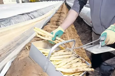 Laut Landwirt Roni Zürker extrem früh: der Beginn der Spargelsaison am 17. März im vergangenen Jahr. An diesem Tag ernteten Zürk