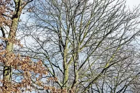 Von Fäulnis befallen sind einige Bäume am Sportgelände an der Kreisstraße in Gronau.