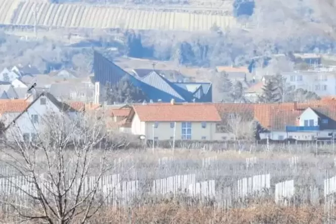 Noch wächst Wein im Wachenheimer Bischofsgarten: Hier soll ein Supermarkt entstehen. Davor stehen aber noch einige Hürden.