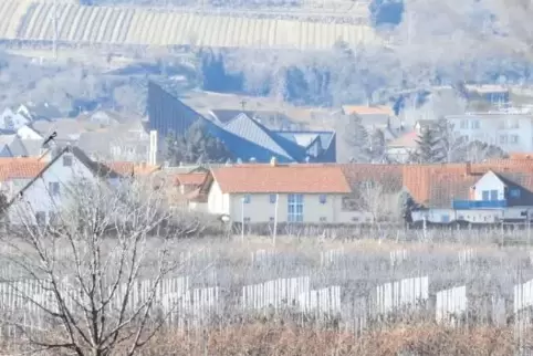 Noch wächst Wein im Wachenheimer Bischofsgarten: Hier soll ein Supermarkt entstehen. Davor stehen aber noch einige Hürden.