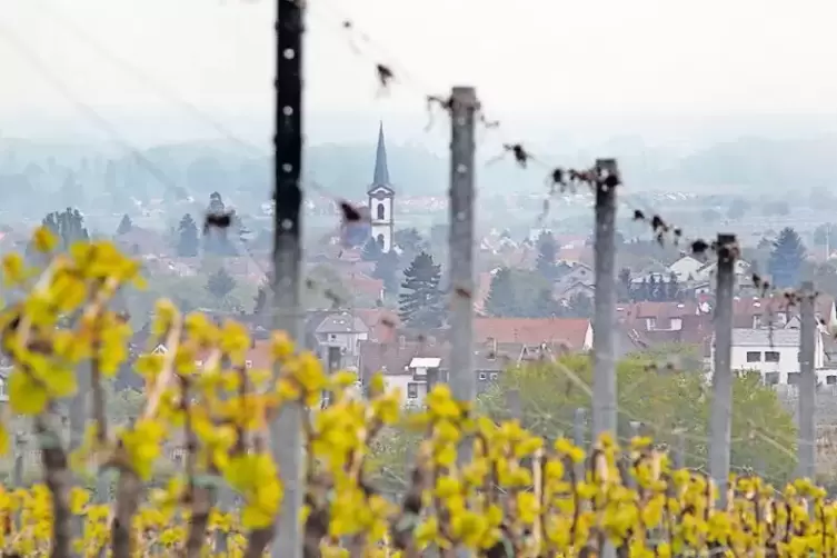 Edesheim verfügt über 500 Hektar Weinbaufläche.