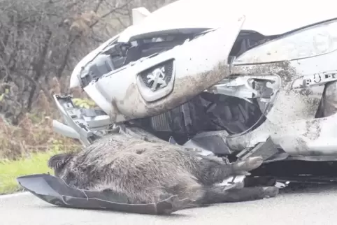 Wildtiere auf der Straße werden auch im Gebiet der Polizeiinspektion Landstuhl immer mehr zum Problem.