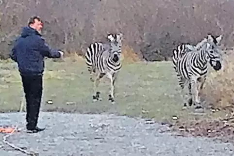Auf der Landzunge am Weiher fängt ein Zirkus-Mitarbeiter die Zebras ein.