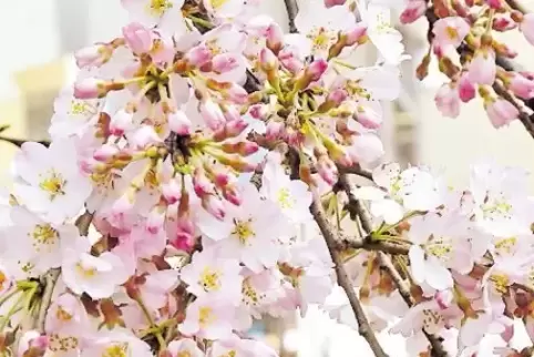 Beliebter Reiseanlass: Kirschblüte in Tokio.