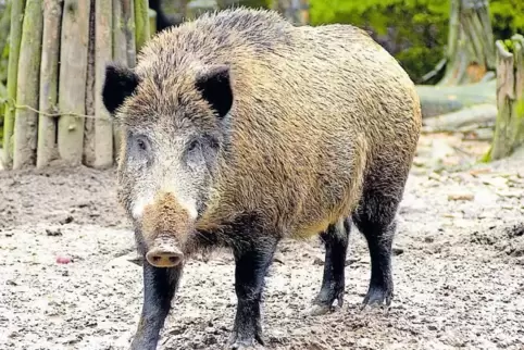 Die Bauern beklagen, dass es zu viele Wildschweine gibt.
