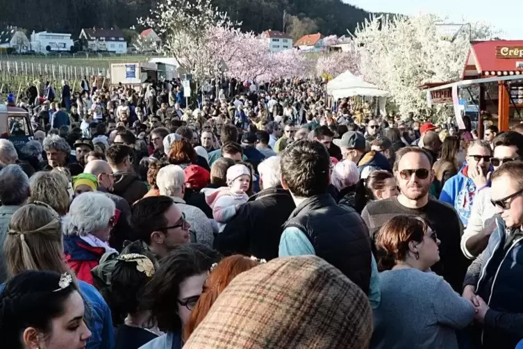 Mandelblüte in Gimmeldingen: Dann steigt das erste Weinfest des Jahres.  Archivfoto: LM 