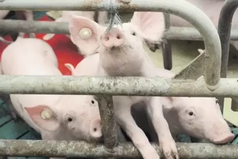 Momentan ein Politikum: die Schweinehaltung auf der Neumühle.