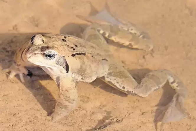 Von der Deutschen Gesellschaft für Herpetologie und Terrarienkunde (DGHT) zum »Lurch des Jahres 2018« gekürt: der Grasfrosch. Von der Deutschen Gesellschaft für Herpetologie und Terrarienkunde (DGHT) zum »Lurch des Jahres 2018« gekürt: der Grasfrosch.