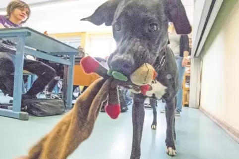 Konzentriert bei der Sache: Maggie im Unterricht am Schulstandort Wolfstein.