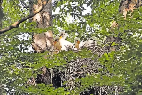Da stand der Baum noch: 2017 schlüpften nach Angaben der Gesellschaft für Naturschutz und Ornithologie Rheinland-Pfalz vier Jung