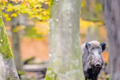 Wildschwein im Wald: Sie können die Schweinepest übertragen.