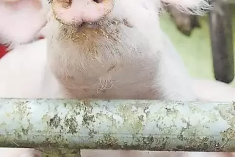Momentan ein Politikum: die Schweinehaltung auf der Neumühle.