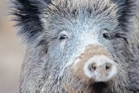 Auch Wildschweine können die Schweinepest übertragen.