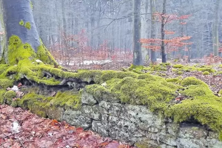 Überwachsene Mauerreste zeugen davon, dass am Stüterberg einst Menschen lebten.
