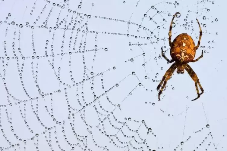 Kleines Tier, große Wirkung: Eine Spinne hat in Karlsruhe einen Unfall ausgelöst.  Symbolfoto: dpa