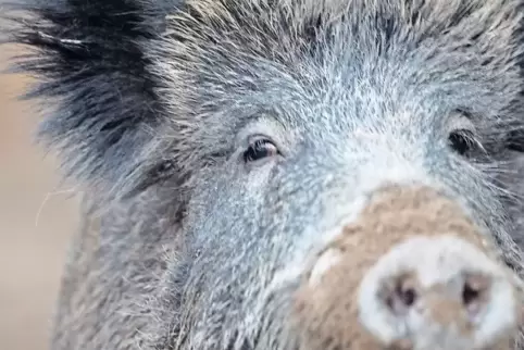 Auch Wildschweine können die Schweinepest übertragen.